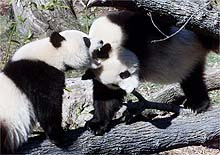 Giant pandas Mei Xiang, left, and Tian Tian played at Washington's National Zoo on Wednesday after their public debut.